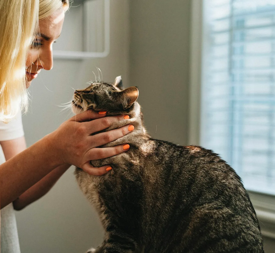 Una mujer acaricia a un gato atigrado junto a una ventana con luz de tarde